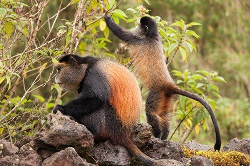 Golden Monkey Trekking – Volcanoes National Park