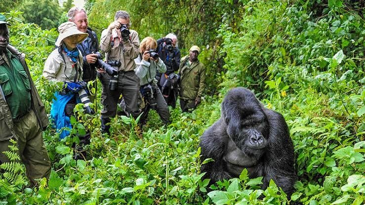 Primate Trekking
