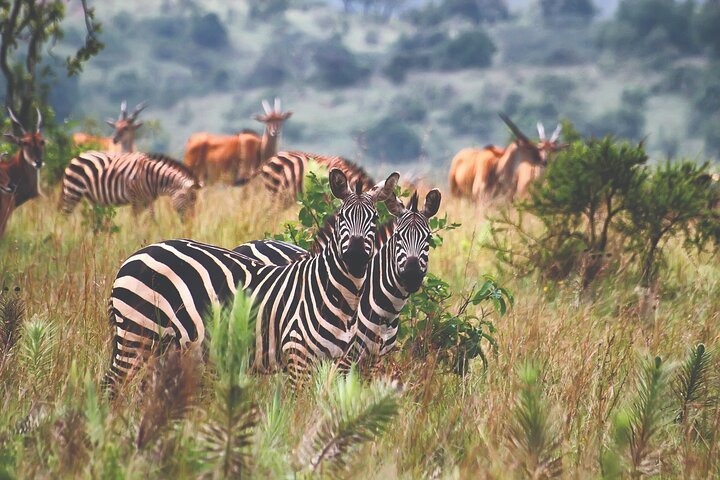 Safari Eco Trips
