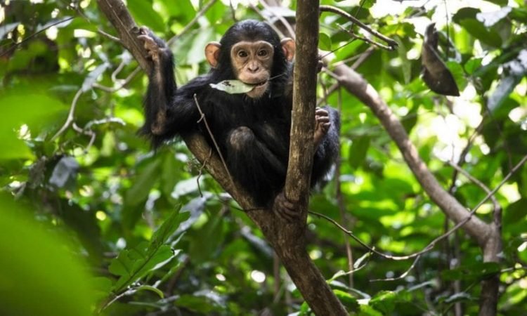 Chimpanzee Trekking – Nyungwe National Park